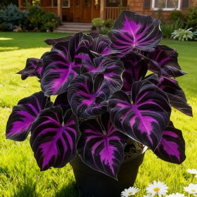 BuggyBeds Hosta seeds for pathway edges create soft, durable greenery in the landscape.