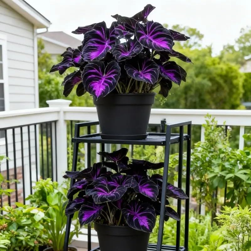 BuggyBeds Hosta seeds produce pollinator-friendly blooms to attract hummingbirds.