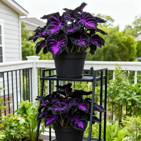 BuggyBeds Hosta seeds produce pollinator-friendly blooms to attract hummingbirds.