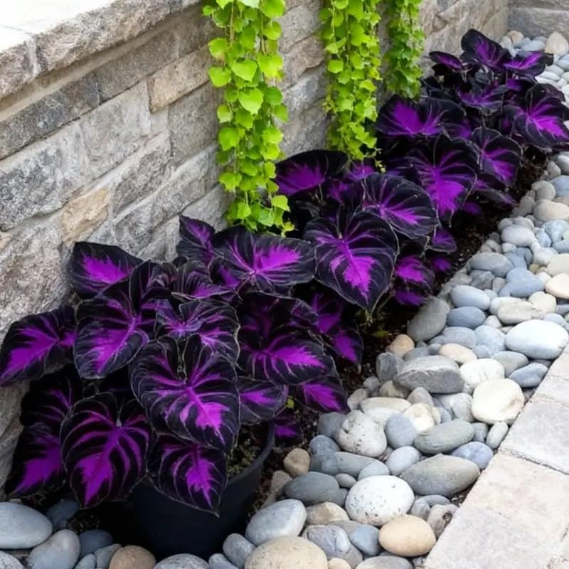 BuggyBeds Hosta seeds thriving in partial shade, suitable for borders and groundcover.