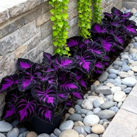 BuggyBeds Hosta seeds thriving in partial shade, suitable for borders and groundcover.