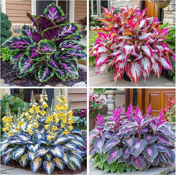 BuggyBeds Hosta plants thrive in containers, perfect for patios.
