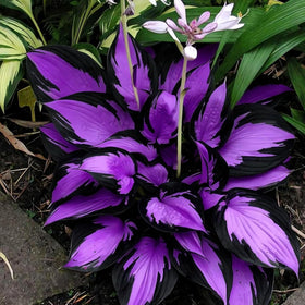 BuggyBeds hosta seeds planted in containers for vibrant, low-care shading.