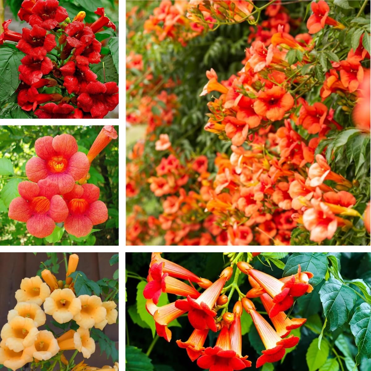 BuggyBeds hummingbird trumpet vine seeds for fence coverage and wildlife-friendly design.