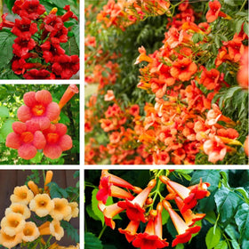 BuggyBeds hummingbird trumpet vine seeds for fence coverage and wildlife-friendly design.