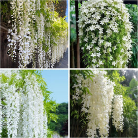 BuggyBeds jasmine vine on fence demonstrating rapid vertical coverage