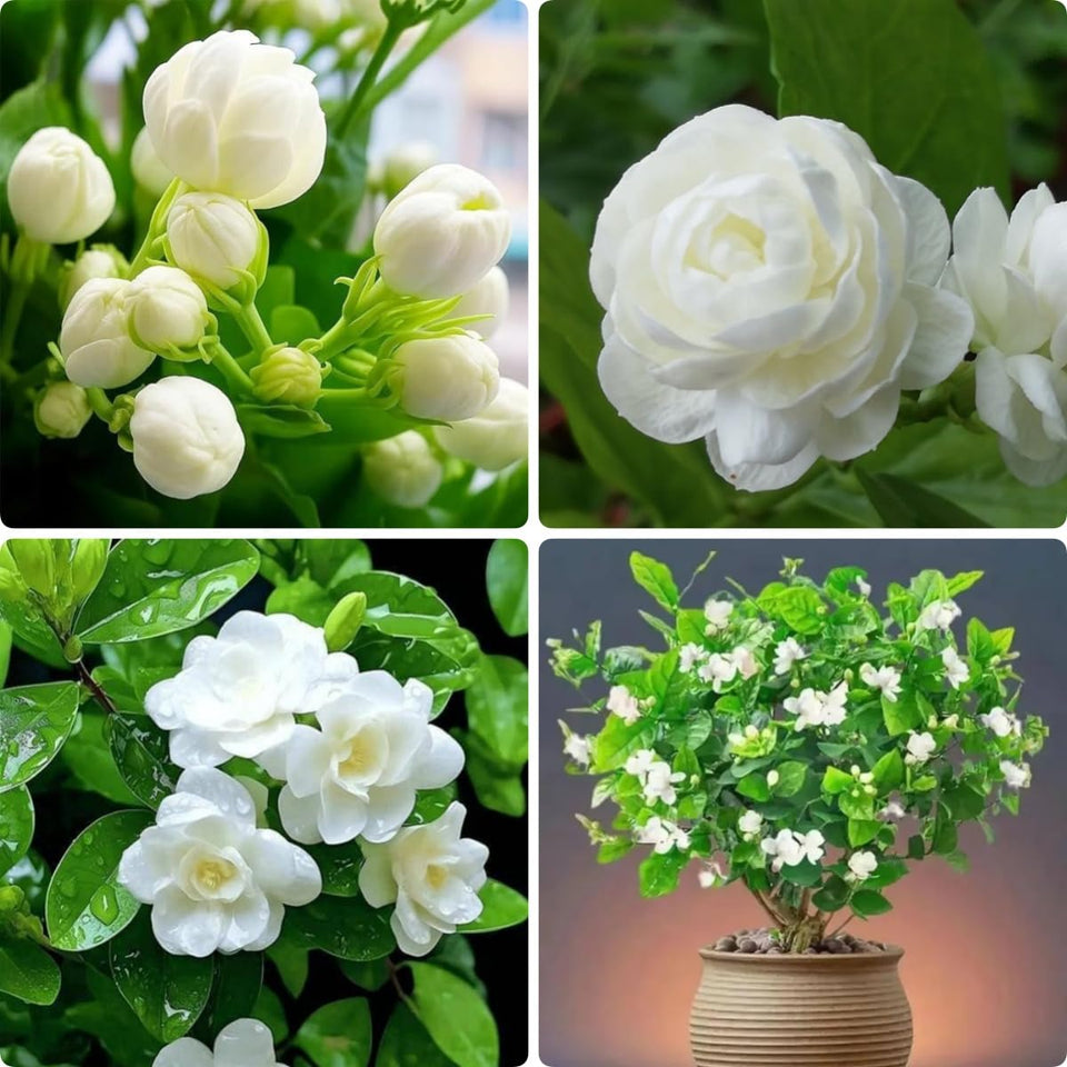 BuggyBeds jasmine vine seeds, 100-pack ready to cover a trellis with fragrance.