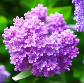BuggyBeds lilac seeds: flower clusters for fragrant patio display attracting butterflies.