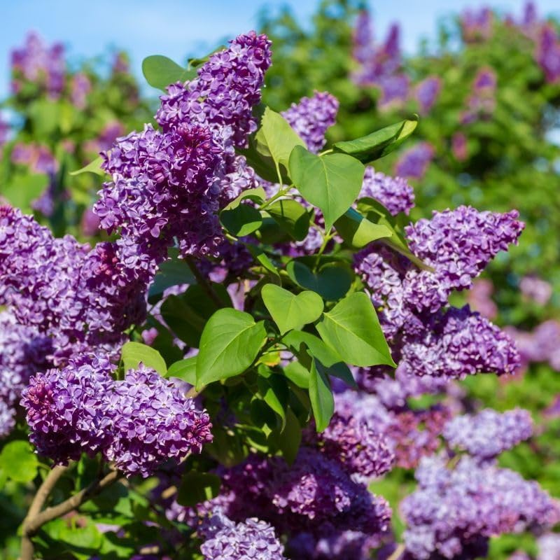 BuggyBeds lilac seeds offer heirloom perennials for year-round garden charm and aroma.