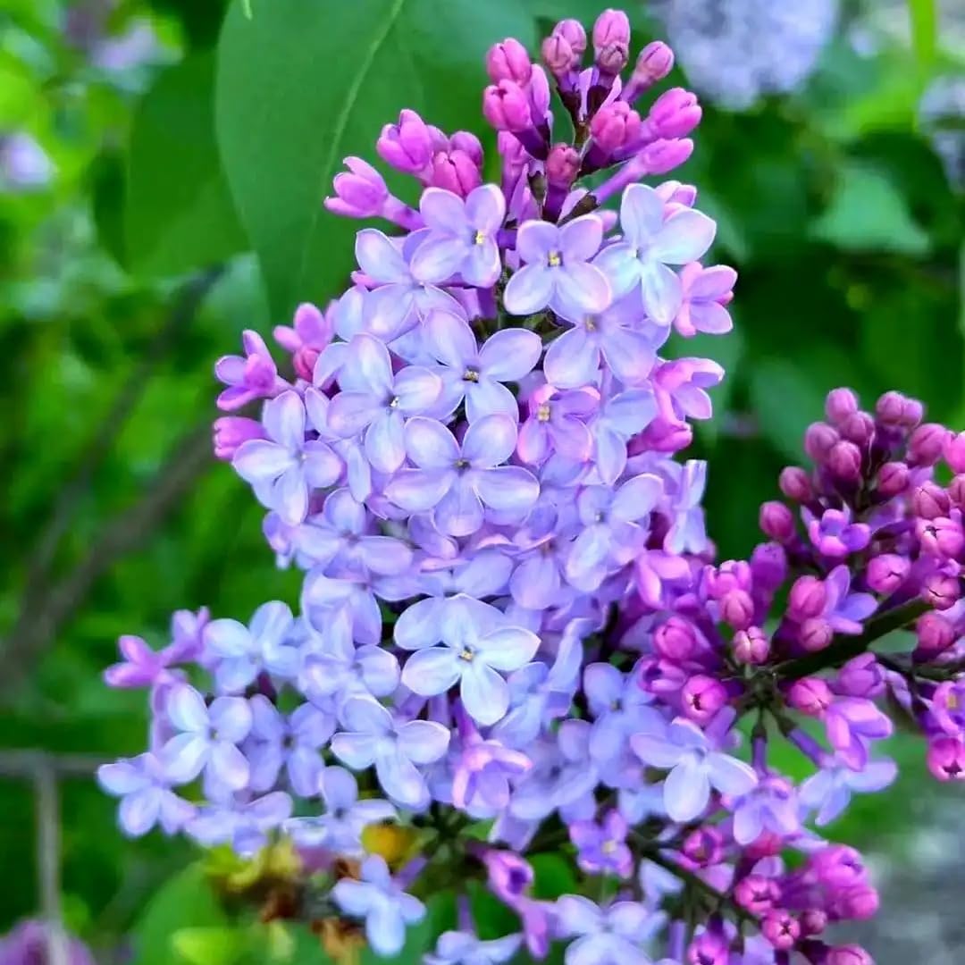 BuggyBeds lilac seeds versatile shrub for borders and containers with fragrant blooms.