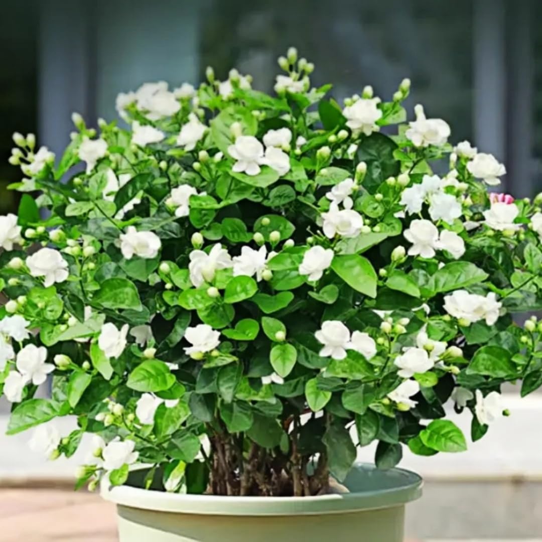 BuggyBeds living wall jasmine vines cascading greenery for a vertical garden.