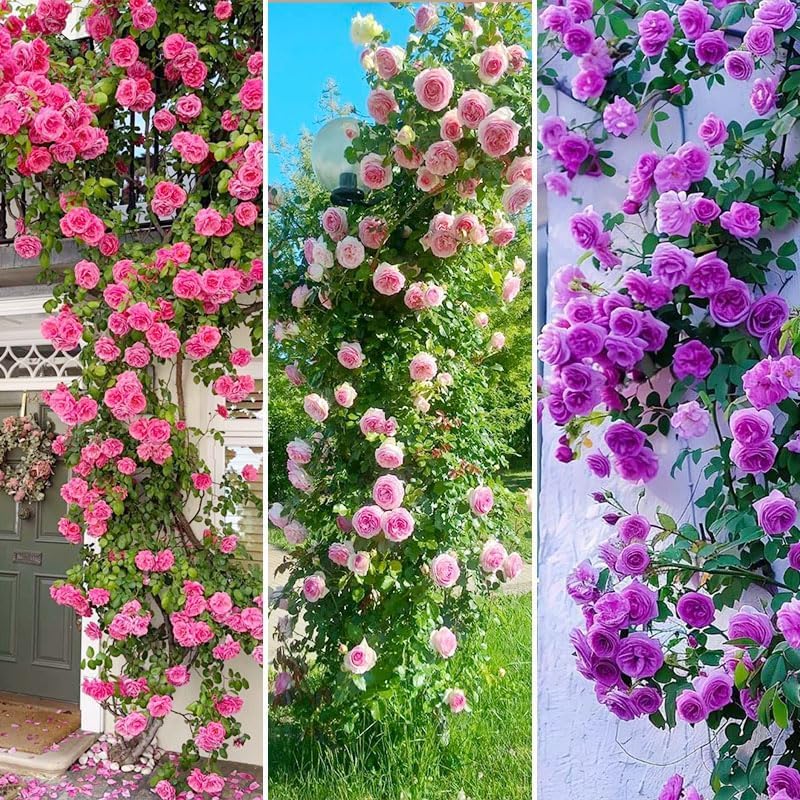 BuggyBeds long-blooming roses along a fence providing seasonal color.