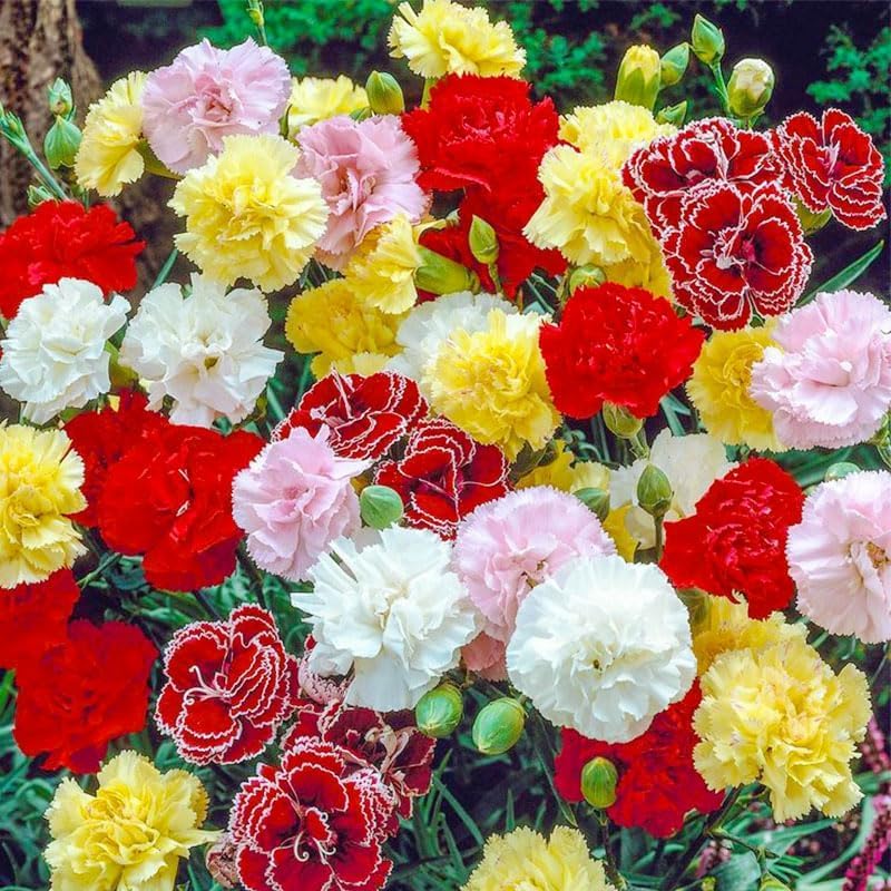 BuggyBeds long-stem carnations ideal for elegant bouquets.