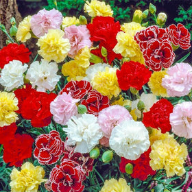 BuggyBeds long-stem carnations ideal for elegant bouquets.