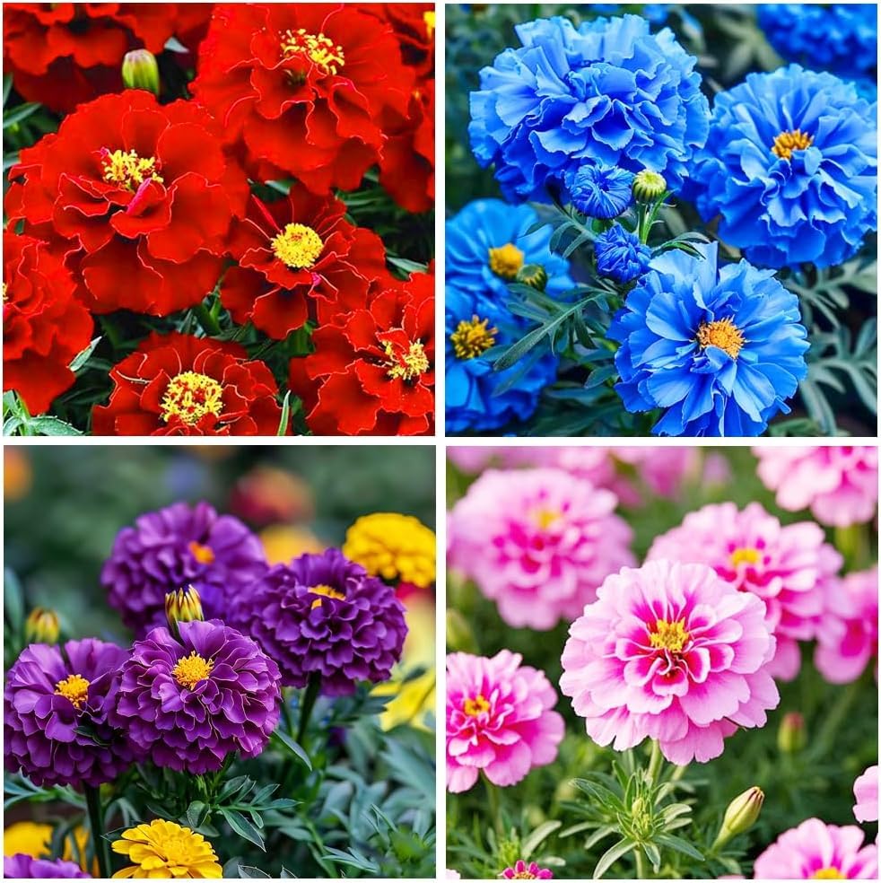 BuggyBeds marigold-border-container-plants versatile color for borders and containers