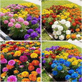BuggyBeds marigold-cutting-garden bouquets provide fresh flowers for arrangements