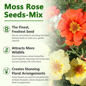 Close-up of Moss Rose blooms showing pink, red, yellow, and white petals.