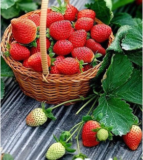 BuggyBeds mulberry seeds support long-lived plants with multiple fruiting years in a seasoned garden.