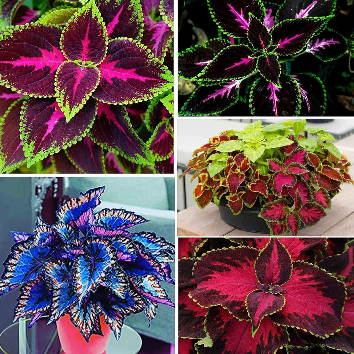 Close-up of rainbow coleus foliage from BuggyBeds for colorful containers and borders.