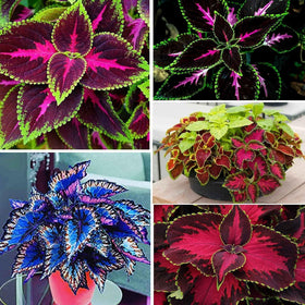 Close-up of rainbow coleus foliage from BuggyBeds for colorful containers and borders.