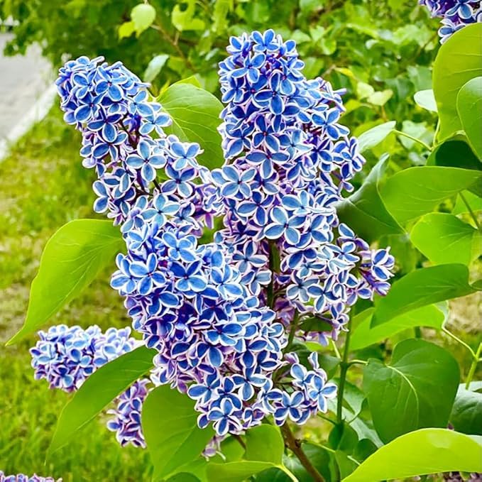 BuggyBeds mixed lilac seeds robust patio display plants with easy care and scent.