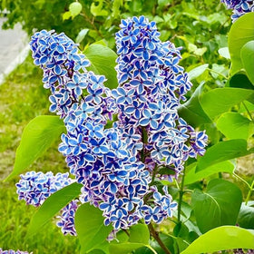 BuggyBeds mixed lilac seeds robust patio display plants with easy care and scent.