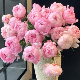 BuggyBeds Peony Lactiflora commercial-grade blooms with rich color for events.