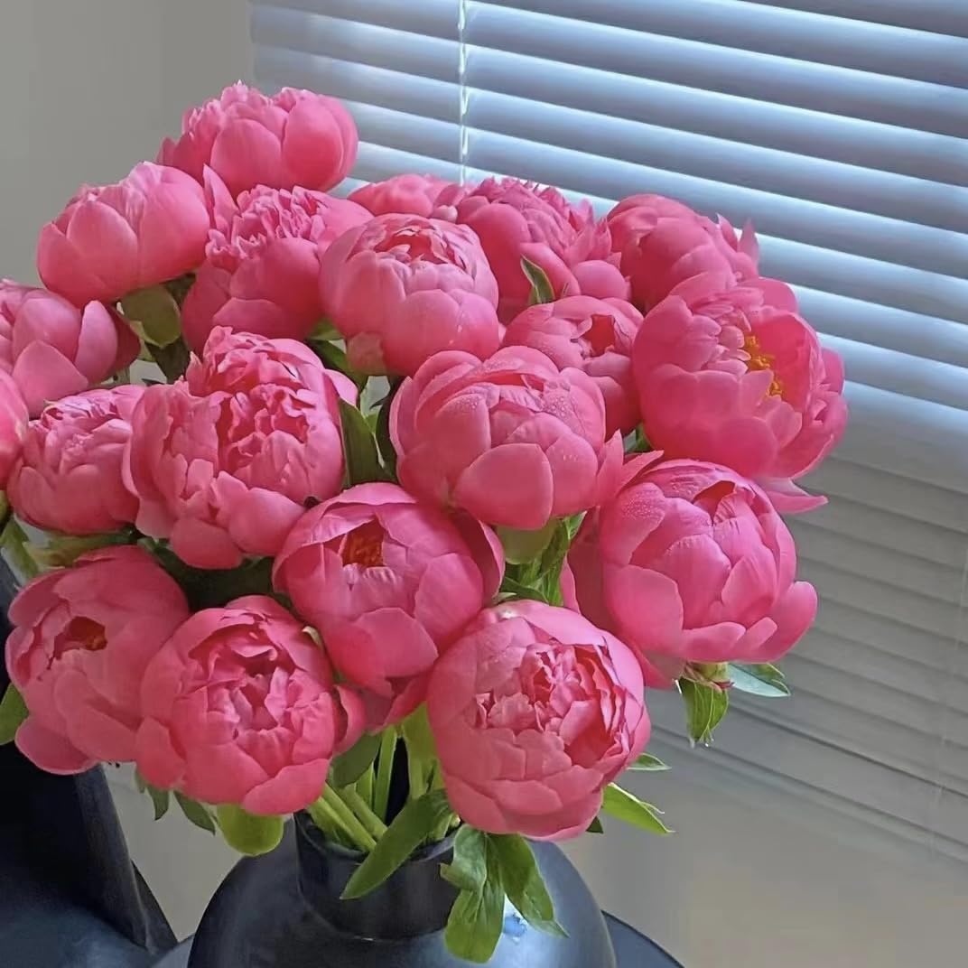 BuggyBeds Peony Lactiflora high-yield seeds delivering abundant blooms for floriculture.