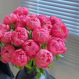 BuggyBeds Peony Lactiflora high-yield seeds delivering abundant blooms for floriculture.