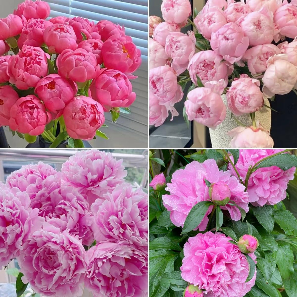 BuggyBeds Peony Lactiflora seeds pack for professional floristry and bulk production.