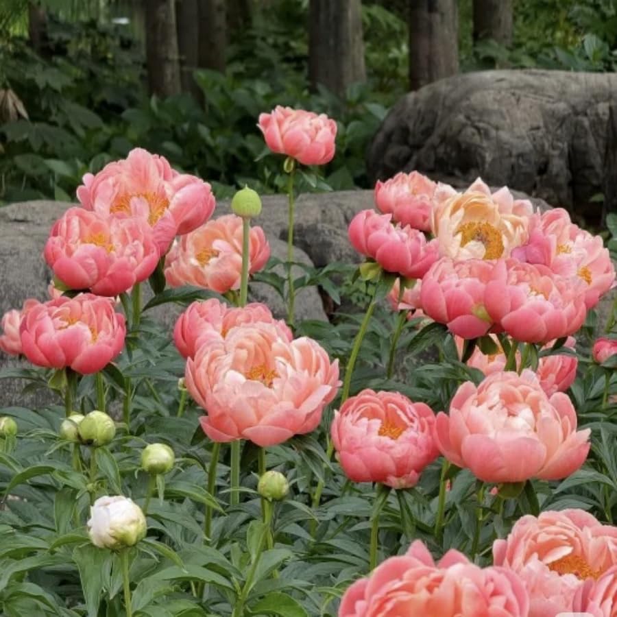 BuggyBeds Peony Lactiflora seeds for reliable florist supply and seasonal sales.