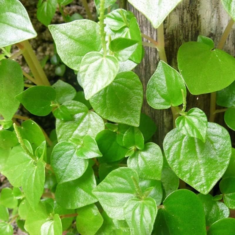 BuggyBeds peperomia pellucida seeds versatile for culinary and décor.