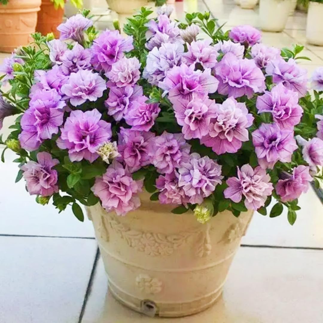 BuggyBeds Petunia Seeds Mix ready for hanging baskets to brighten spaces and attract butterflies