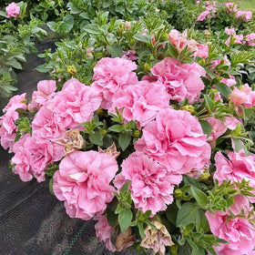 BuggyBeds Petunia Seeds Mix supports pollinators, creating a wildlife-friendly garden display