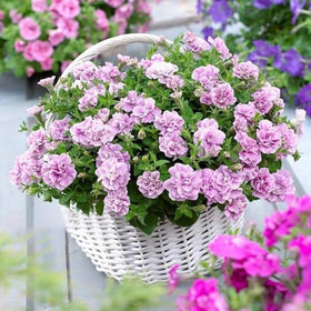 BuggyBeds Petunia Seeds Mix grows quickly, offering beginner-friendly blooms throughout the season