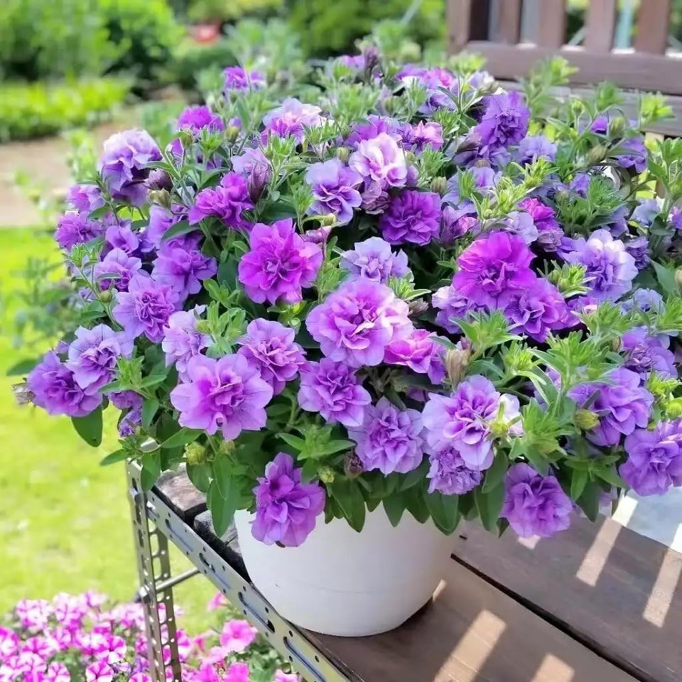 BuggyBeds Petunia Seeds Mix highlights vibrant colors for containers and borders