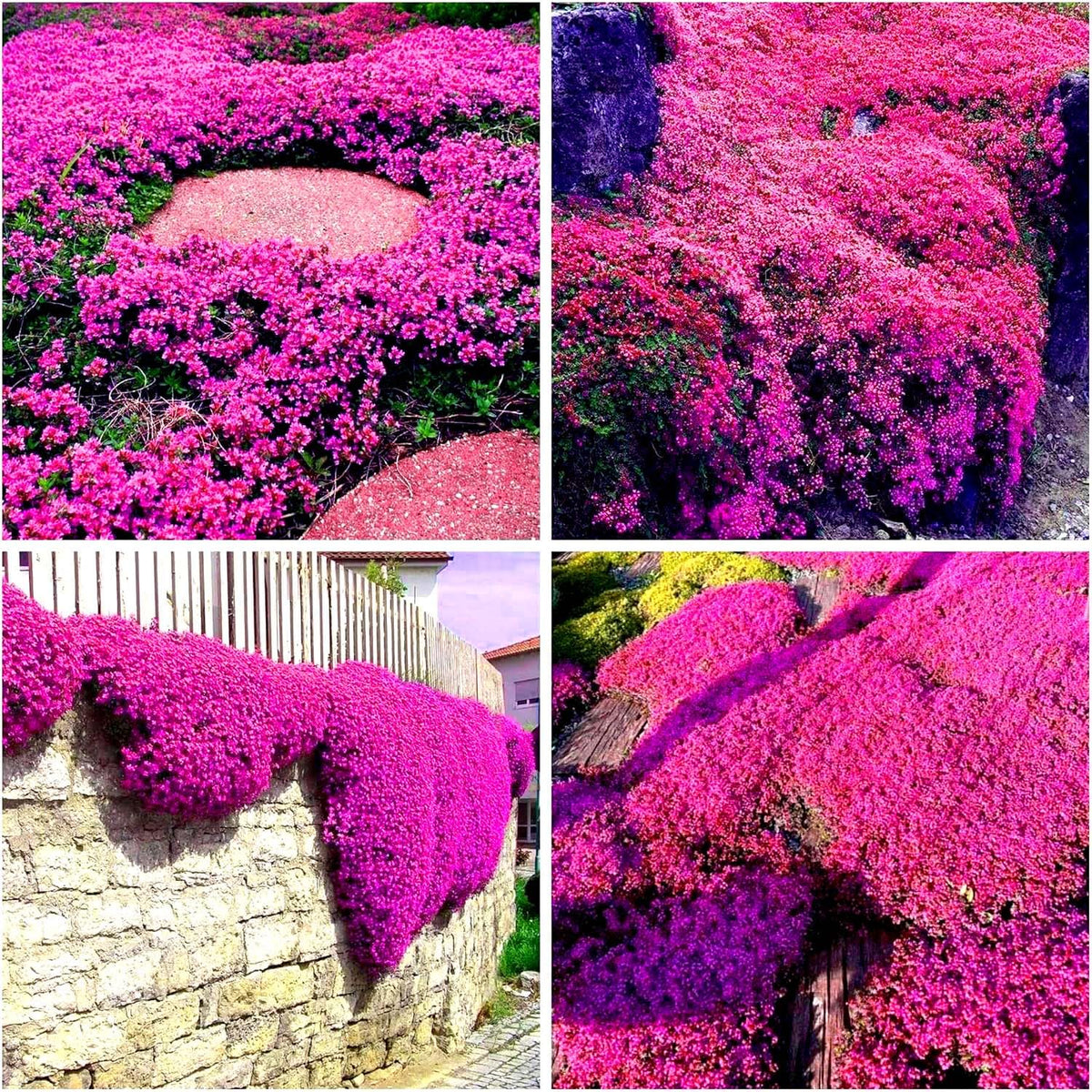 BuggyBeds creeping thyme ideal between stepping stones and rock gardens.