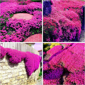 BuggyBeds creeping thyme ideal between stepping stones and rock gardens.