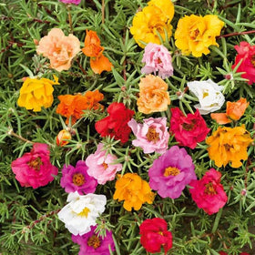 Portulaca grandiflora blooms form a vibrant carpet in the garden.