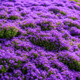 BuggyBeds purple creeping thyme seed pack, close-up of seeds and foliage for fragrant ground cover.