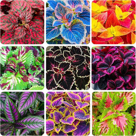 BuggyBeds Rainbow Coleus seeds packet ready for indoor germination and shade garden planting.