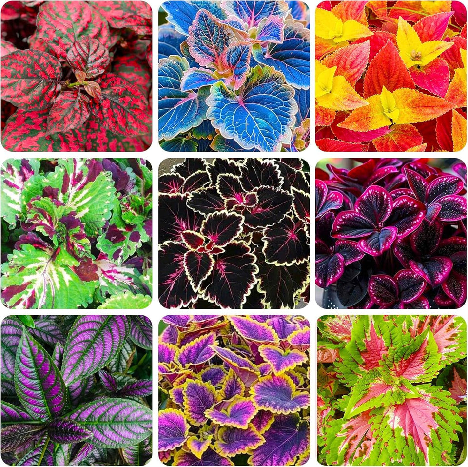 BuggyBeds Rainbow Coleus seeds packet ready for indoor germination and shade garden planting.
