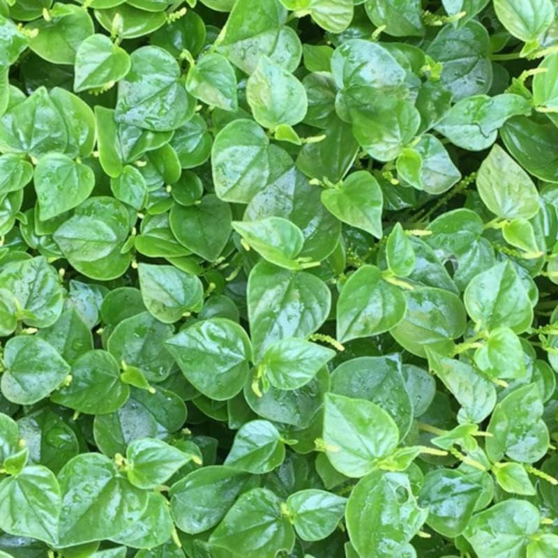 BuggyBeds rau cang cua seeds preserve heirloom traits for authentic flavor.