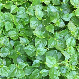 BuggyBeds rau cang cua seeds preserve heirloom traits for authentic flavor.