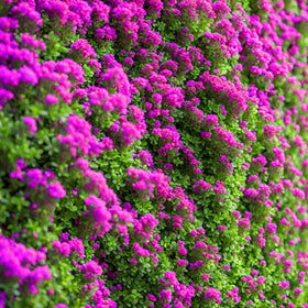 BuggyBeds creeping thyme creates a tidy, low-growing border for borders.