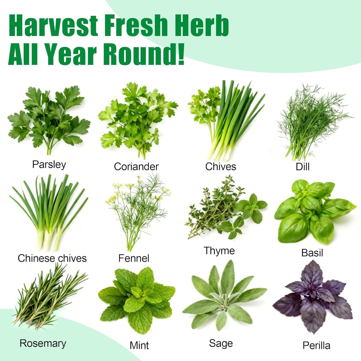 BuggyBeds seed pod parsley enables fresh parsley in your hydroponics setup.