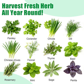 BuggyBeds seed pod parsley enables fresh parsley in your hydroponics setup.