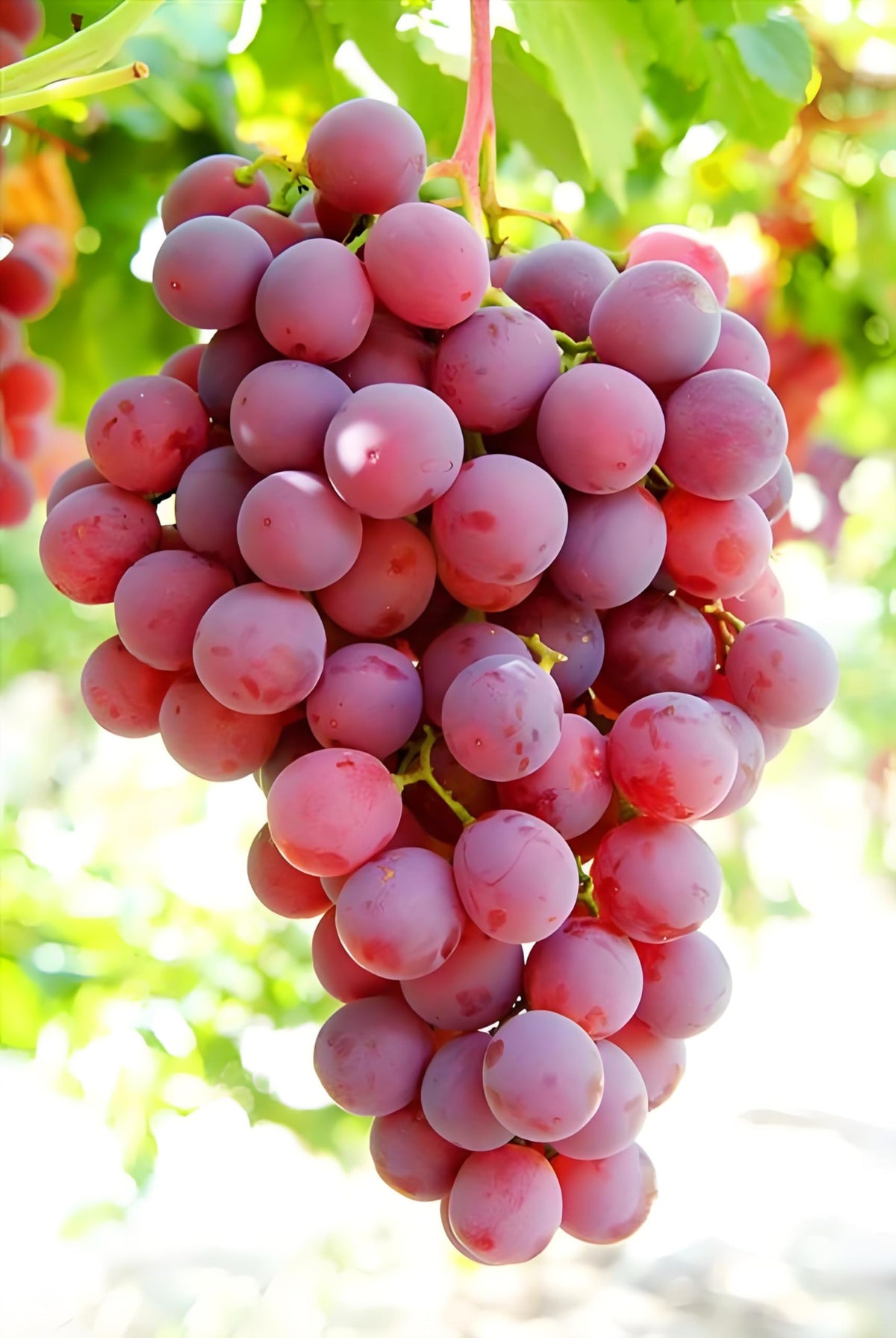 BuggyBeds blueberry seeds 50 for small-space blueberry growth in beds or containers