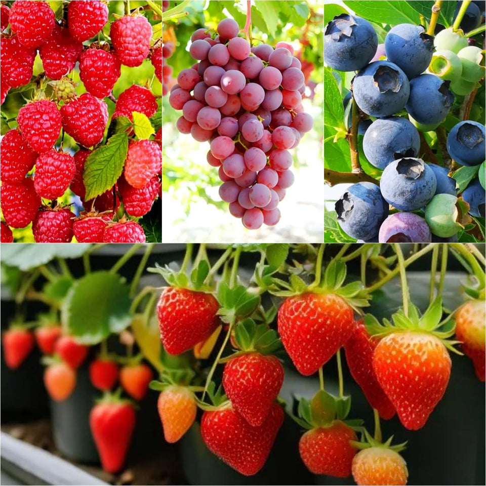 BuggyBeds strawberry seeds 800 for easy early-season planting and harvest