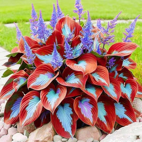 BuggyBeds shade garden idea with hosta under trees and lush greenery.